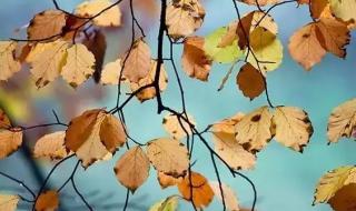 叶子的离去 叶子的离去